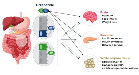 Tirzepatide for Weight Loss (Fat Loss), Tirzepatide Structure & Side Effects