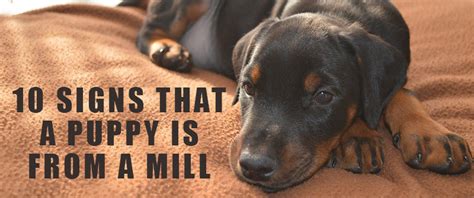 10 Signs That a Puppy is from a Puppy Mill