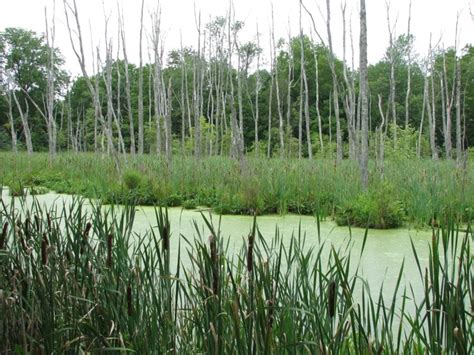 Free picture: cattails, plants, swamp, water