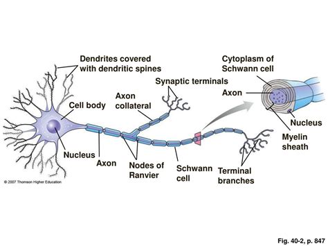 PPT - Neural Signaling PowerPoint Presentation, free download - ID:7076617