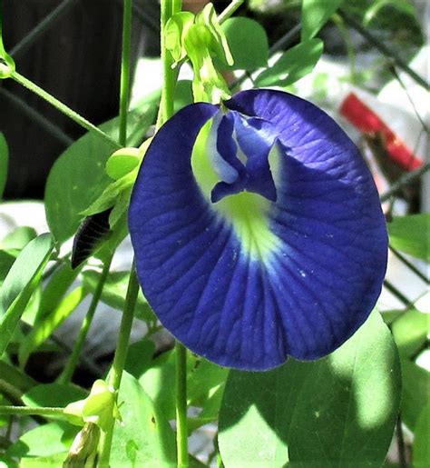 BLUE BUTTERFLY PEA VINE (Clitoria Ternatea) SEEDS Seeds - Perennials ...