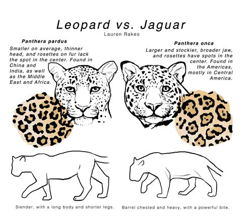 Sintético 101+ Foto Diferencia Entre Jaguar Leopardo Y Guepardo El último