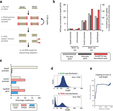 Whole genome amplification (WGA) as a method to generate double... | Download Scientific Diagram