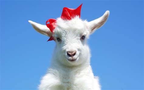 Cute Goats Wallpapers, Pictures, Images