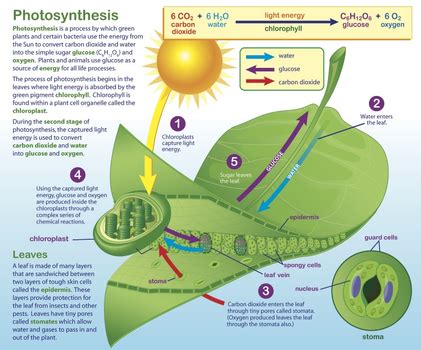 Unit 4: Photosynthesis & Cellular Respiration Ch. 4 | Photosynthesis ...