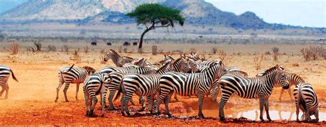 Tanzania Wildlife Safari – Spot Wildlife On Tanzania Safari