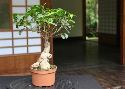 Live Bonsai Tree (15 Year Old Ginseng Ficus Bonsai) - campestre.al.gov.br