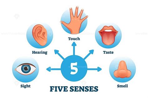 Five senses labeled scheme to receive sensory information vector illustration Branches Of ...