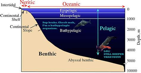 Athos' Dinos and Things: Ophthalmosaurus