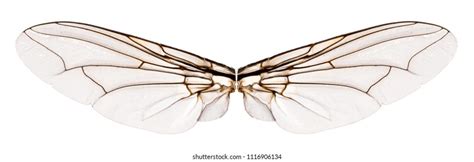 Insect Wings Photos and Images & Pictures | Shutterstock