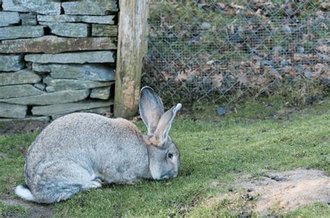 Flemish Giant Rabbit - Breed Guide & Top Facts (2022)