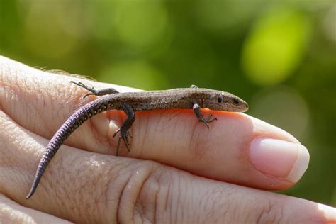 How To Make A Lizard Trap