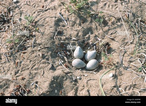 Little ringed plover eggs hi-res stock photography and images - Alamy