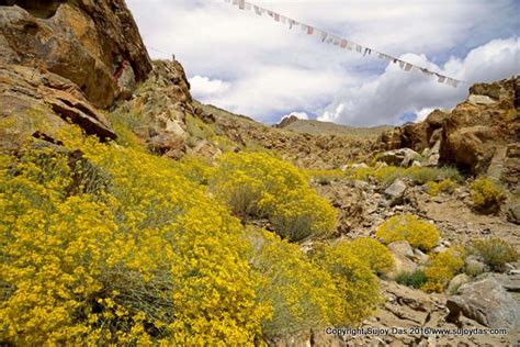 Trekking and Photography in the Himalaya: Ladakh Flora I