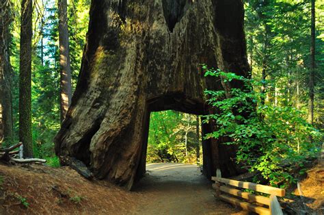 Meet the Oldest Trees in the World, Right Here in the West — Sunset - Sunset Magazine