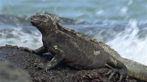 Marine Iguanas, the Only Ocean-Swimming Lizards, Explained