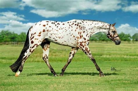 Leopard Appaloosa | ☆☆★ Horses and Ponies ★☆☆ | Pinterest | Appaloosa ...