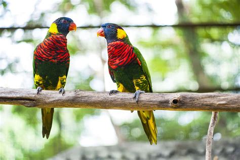 Visiting Kuala Lumpur's Beautiful KL Bird Park