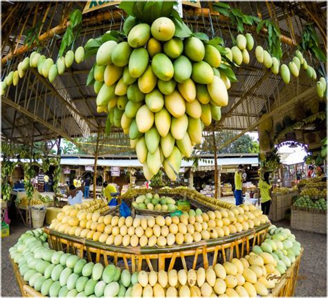 Mangoes boost Guimaras economy and tourism