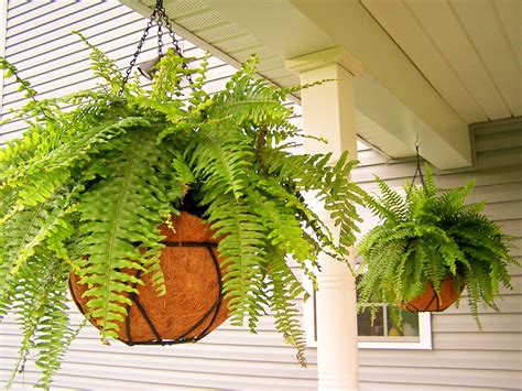 hanging fern basket - Google Search Hanging Ferns, Hanging Plants Diy ...