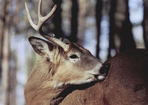 Shedding Antlers — Research — Department of Animal Science