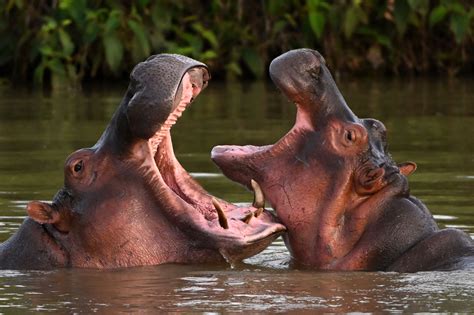 Colombia Goes to War With Pablo Escobar's Hippos - Newsweek