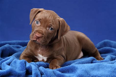 Blue Dog Breed Varieties: The Best Blue Dogs For You