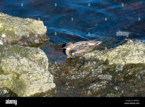 Red-necked Phalarope male in breeding plumage Stock Photo - Alamy