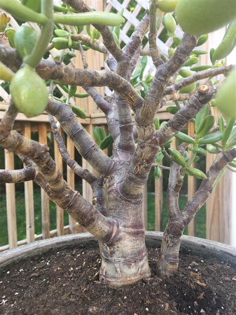 Inherited large jade plant last autumn. Overwatered in the winter, it ...