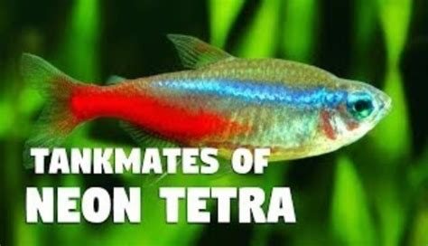 Neon Tetra Tank Mates: 17 Best Fish Friends You Have To Know ...