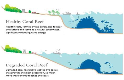 Coral Reefs Provide Flood Protection Worth $1.8 Billion Every Year ...