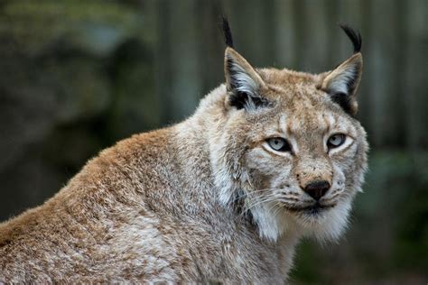 Deux jeunes lynx mâles relâchés dans le massif du Jura