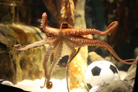 Paul the octopus retires with World Cup record intact - CNN.com