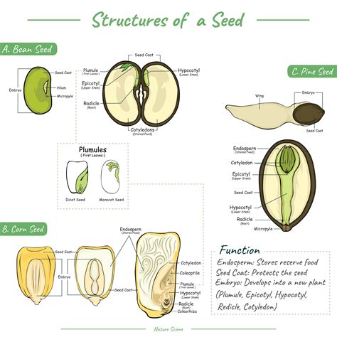 Seed Anatomy Vector Illustration Labeled Educational Stock, 47% OFF