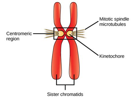 9 Crucial Difference between Centromere and Kinetochore - Core Differences