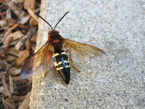 Cicada Wasp Hunters - How To Control Cicada Killer Wasp