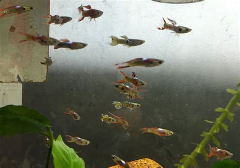 Freshwater Fish For Sale: Endler's Livebearer / Guppy