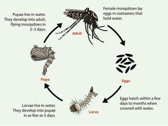 Asian Tiger Mosquito