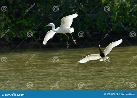 Little Egrets Flying on the Nansha Wetland Park in Guangzhou Stock Image - Image of black ...