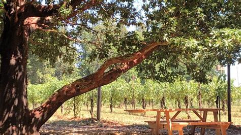 Madrona Vineyards | Placerville, California, United States - Venue Report