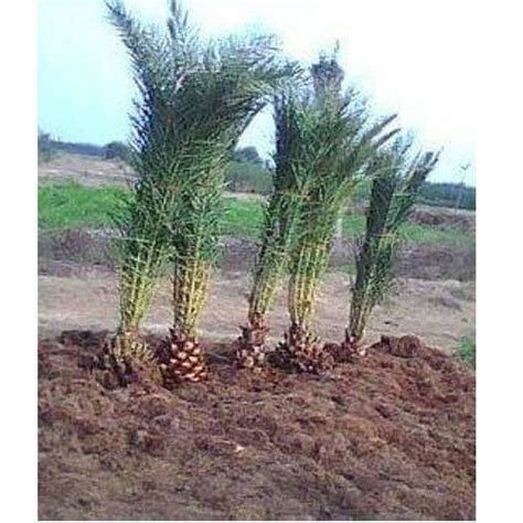 Full Sun Exposure Barhi Date Palm Tree at Rs 2000 in Mundra | ID ...