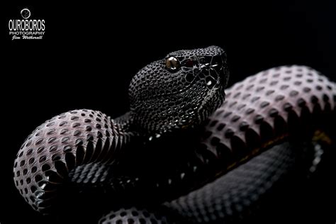 Mangrove Viper (Trimeresurus purpureomaculatus) | Jim Wetherall | Flickr