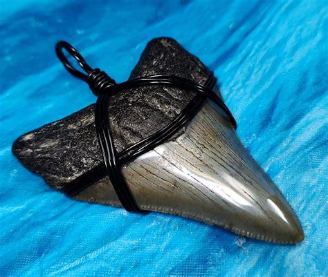 Large Collector Quality Megalodon Shark Tooth Necklace · L1: 2.364 L2 ...