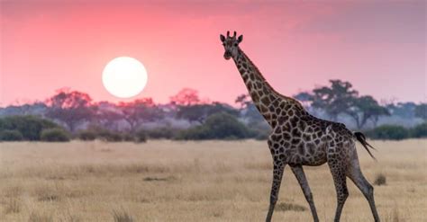 Giraffe Predators: These 5 Animals Kill and Eat Giraffes - A-Z Animals