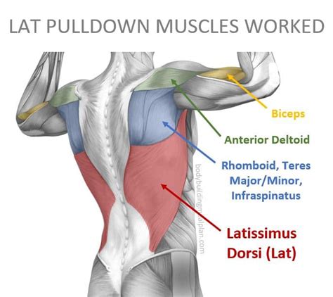 Close Grip Lat Pulldown vs Wide Grip: Mechanics & Muscle Activation