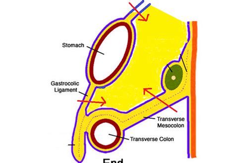 easyhumanatomy: Summary of lesser sac : lecture note