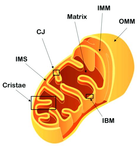 Schematic representation of mitochondrial architecture. The outer... | Download Scientific Diagram