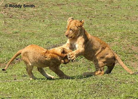 lion cubs playing | My HD Animals