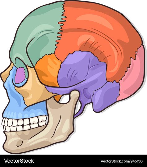 Human skull diagram Royalty Free Vector Image - VectorStock