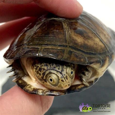 African Side Necked Turtle for sale baby Sidenecked turtles for sale online